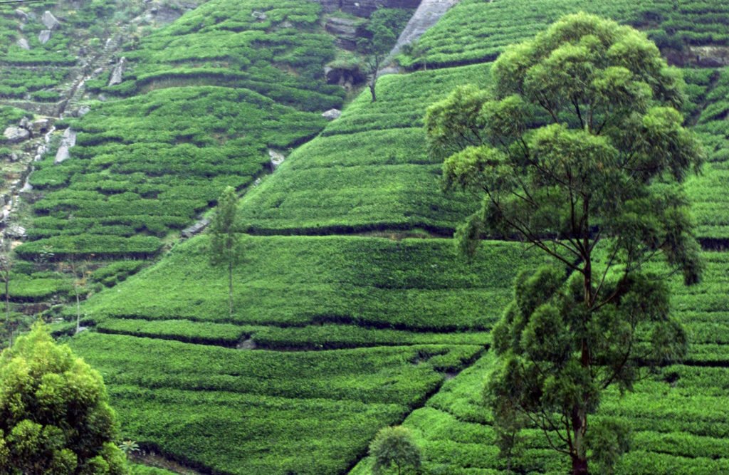 Tea plantation near Kandy Sri Lanka - World Travel Packages