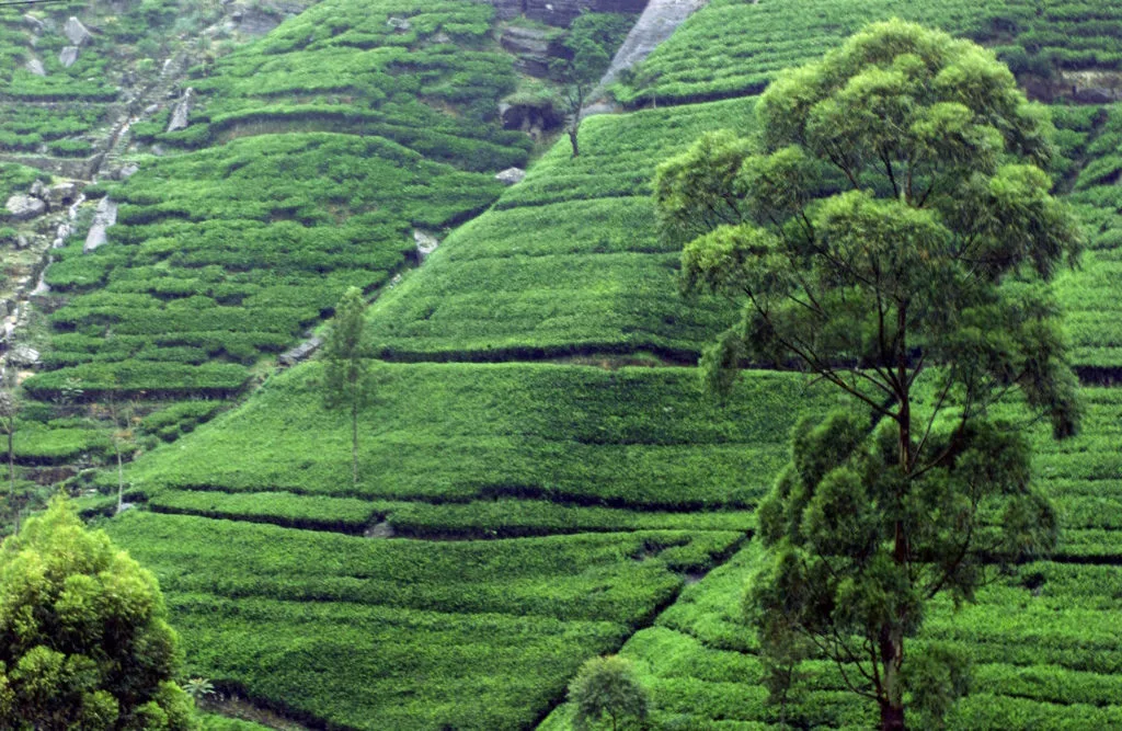 Tea plantation near Kandy Sri Lanka - World Travel Packages
