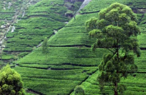 Tea plantation near Kandy Sri Lanka - World Travel Packages