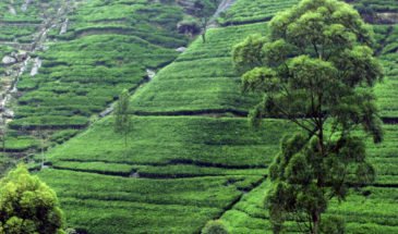 Tea plantation near Kandy Sri Lanka - World Travel Packages
